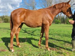 Hingst 1 års Dansk Varmblod