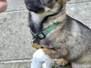 Chihuahua hanhund