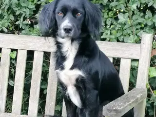 Hundehvalp 