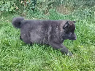 Finsk Lapphund / langhåret schæfer hvalpe 