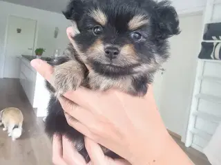 Pomchi hvalp 