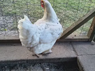 Høns søges godt hjem
