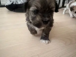 Lhasa apso - Charlie