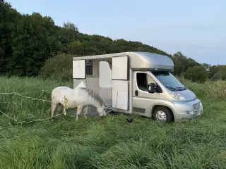 Hestetransport sælges