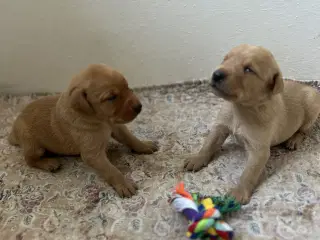 Labrador - Fox farvede