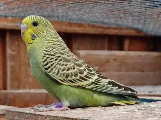 Undulatunger 