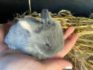 Kaninunger