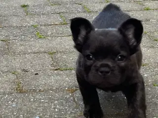 Fluffy fransk bulldog med stamtavle