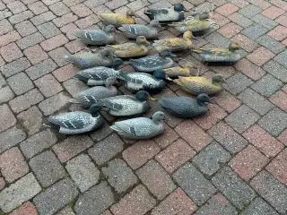 Lokkeænder til jagt 