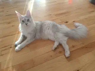 Maine coon pige