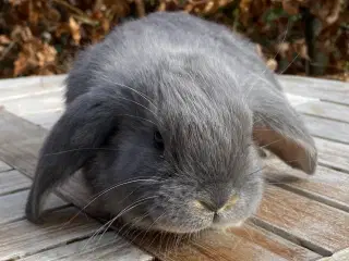 FRANSK VÆDDER HUN BLÅ OTTER