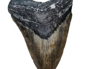 Megalodon tand 12,4 cm