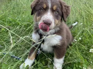 Border Collie hvalp, 16 uger