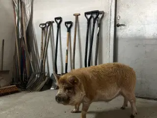 Gris kune kune 