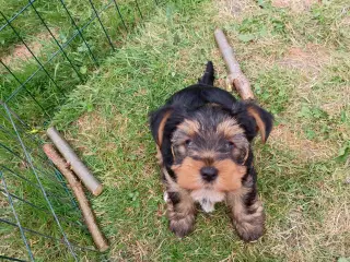Yorkshire Terrier Hunde hvalp