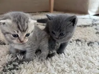 British shorthair/Scottish fold killinger til salg