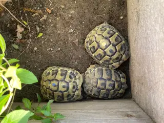 Græske landskildpadder 