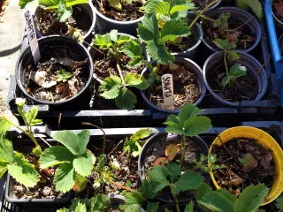 Sonata jordbærplanter i potte