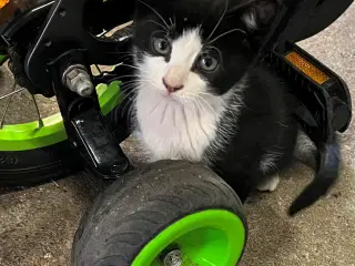 Kattekillinger