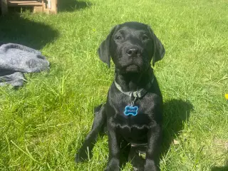 Labrador