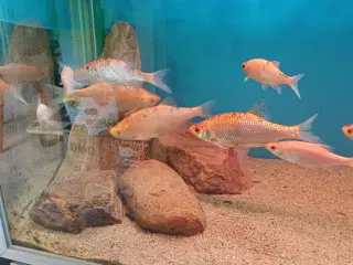 Fisk Guldempter