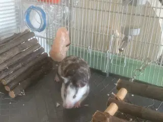 Guldhamster til salg