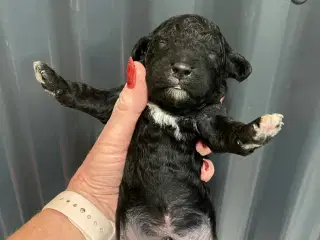 Skønne mellem Labradoodler med klippe pels