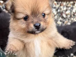 Pomeranian hvalpe