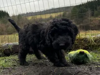 Cockapoo / cockerpoo / doodle