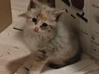 Vidunderlige kattekillinger