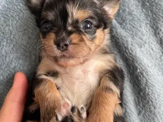 Chihuahua 