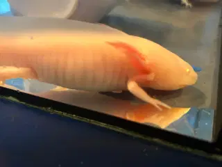 Axolotler sælges.
