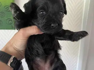 Lhasa Apso blandings hvalpe
