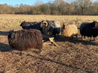 Vædder - Islandske får 