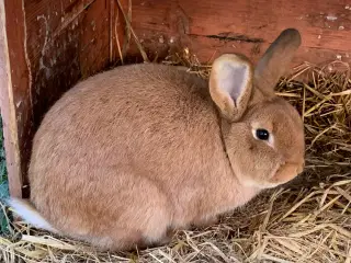 New Zealand-kanin han