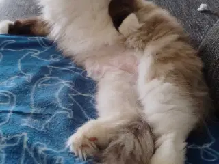 Den skønneste Ragdoll 