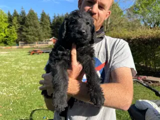 Flytteklar Labradoodle tæver 