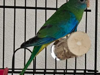 Rødskuldret græsparakit par