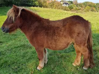 Shetlandspony unghoppe.
