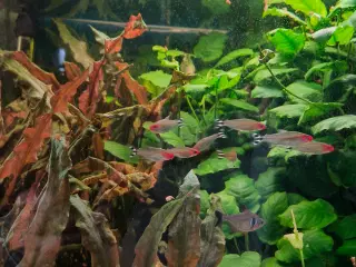 300 liters Akvarium 