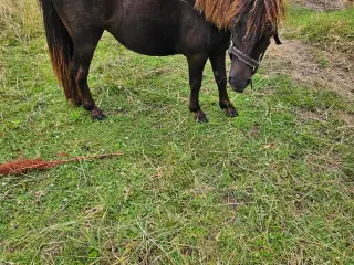 Shetlænder hoppe 2 år