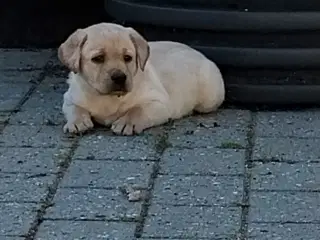 Gule Labrador hvalpe