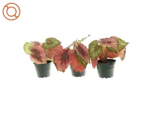 kunstige planter 3 stk. (str. 20 x 8cm)