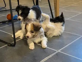 Border collie / Coton de Tulear