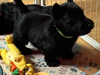 Skotsk Terrier hundehvalp