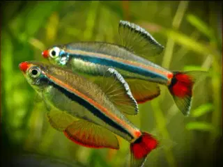 Vietnamesisk Skybjerg “Tanichthys Micagemmae”