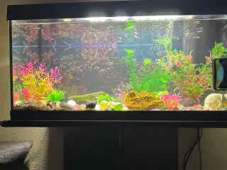 Akvarium med fisk rejer og tilbehør