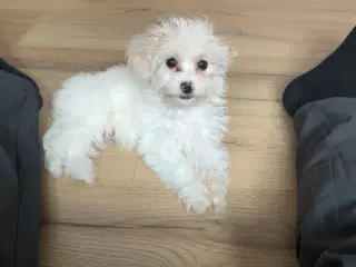 Sød og energisk peekapoo