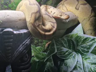 Kongepython 1.0