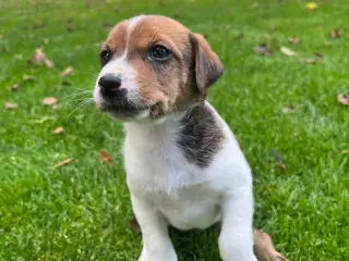 Dansksvensk Gårdhund hvalpe